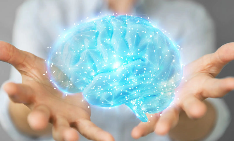 The 6 Best Supplements for Memory and Concentration in 2025