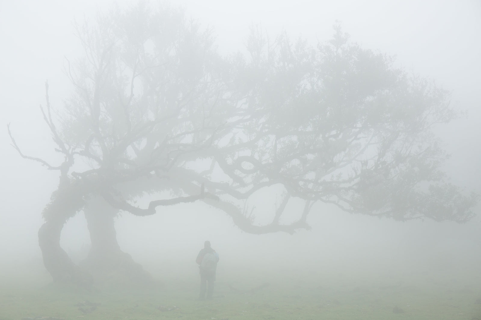 Why Does My Brain Feel Foggy? The Science Behind Afternoon Mental Fatigue