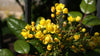 Ign Berberine